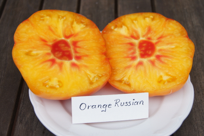 orange-russian2