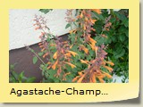 Agastache-Champagne