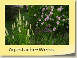 Agastache-Weiss