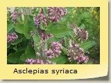 Asclepias syriaca