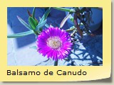 Balsamo de Canudo