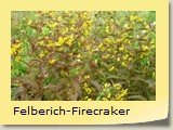 Felberich-Firecraker