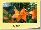 Lilien