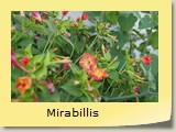 Mirabillis