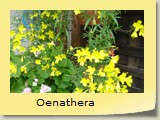 Oenathera