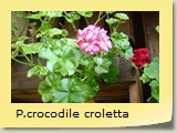 P.crocodile croletta