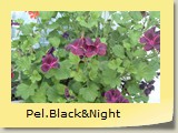 Pel.Black&Night