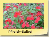 Pfirsich-Salbei