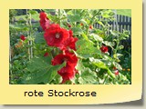 rote Stockrose