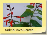 Salvia involucrata
