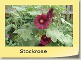 Stockrose