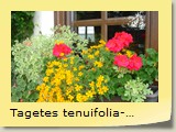 Tagetes tenuifolia-gelb