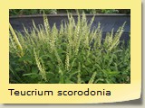 Teucrium scorodonia