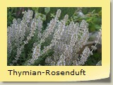 Thymian-Rosenduft